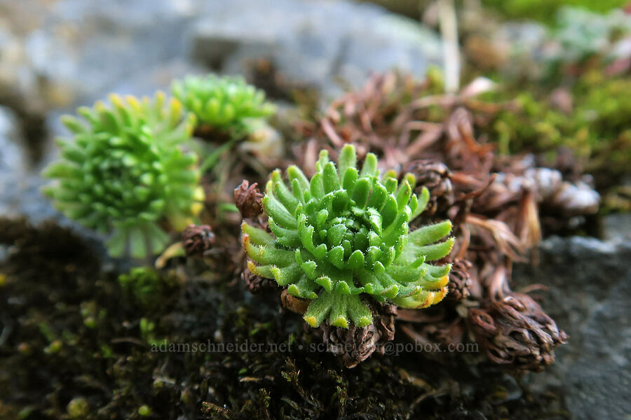 tufted saxifrage leaves (Saxifraga cespitosa var. subgemmifera (Saxifraga caespitosa)) [Saddle Mountain Trail, Saddle Mountain State Natural Area, Clatsop County, Oregon]