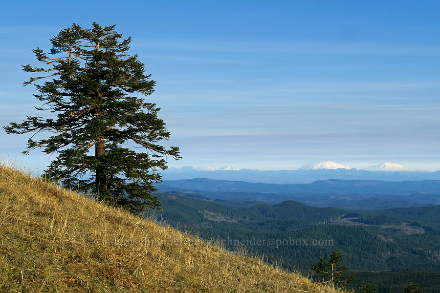 fir tree & distant volcanoes [Saddle Mountain Trail, Saddle Mountain State Natural Area, Clatsop County, Oregon]