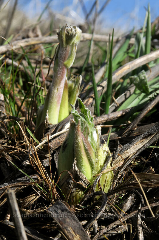 balsamroot shoots (Balsamorhiza sp.) [Mosier Plateau Trail, Mosier, Wasco County, Oregon]