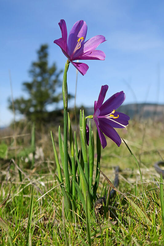 grass widows (Olsynium douglasii) [Mosier Plateau Trail, Mosier, Wasco County, Oregon]
