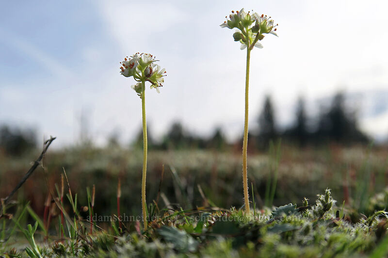 rusty-hair saxifrage (Micranthes rufidula (Saxifraga rufidula)) [Mosier Plateau, Mosier, Wasco County, Oregon]
