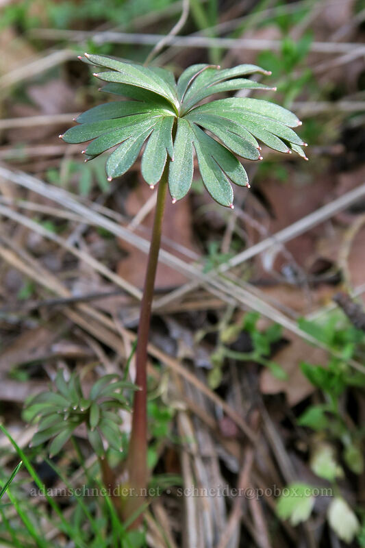 larkspur leaves (Delphinium nuttallianum) [U.S. Highway 30, Wasco County, Oregon]