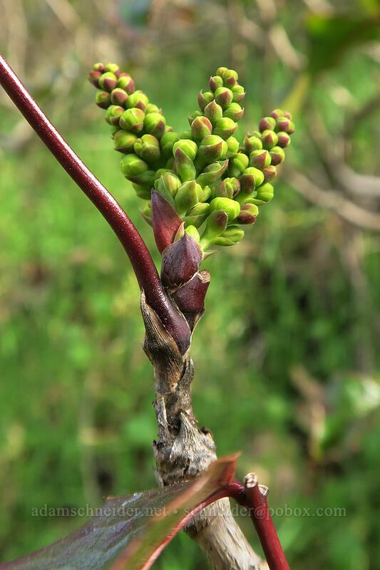 Oregon-grape, budding (Mahonia aquifolium (Berberis aquifolium)) [U.S. Highway 30, Wasco County, Oregon]