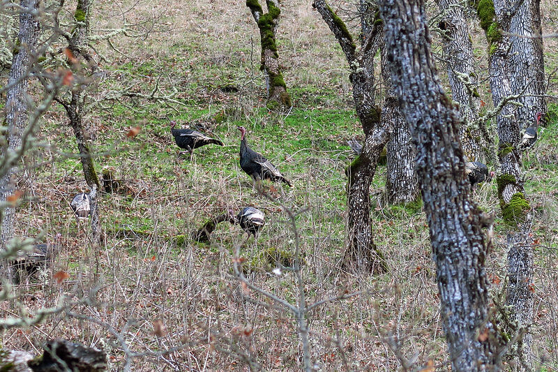 wild turkeys (Meleagris gallopavo) [SR-142, Klickitat County, Washington]