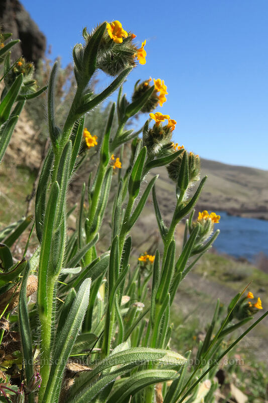 fiddleneck (Amsinckia sp.) [Old Railbed Trail, Deschutes River State Recreation Area, Sherman County, Oregon]