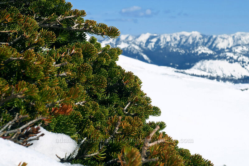 matted subalpine fir (Abies lasiocarpa) [Panorama Point, Mt. Rainier National Park, Pierce County, Washington]