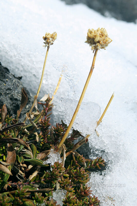 small-flowered penstemon [Panorama Point, Mt. Rainier National Park, Pierce County, Washington]