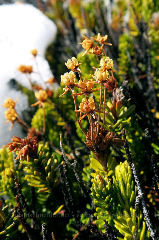 yellow mountain heather seed-pods (Phyllodoce glanduliflora) [Panorama Point, Mt. Rainier National Park, Pierce County, Washington]