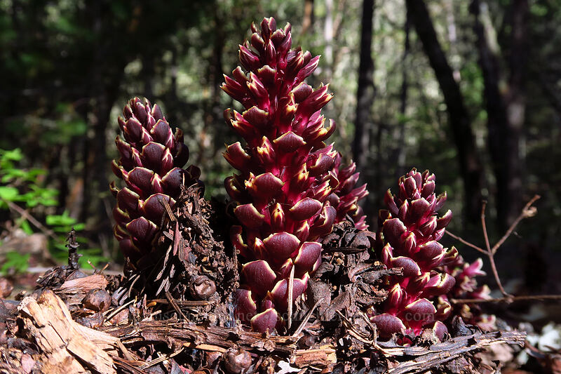 California groundcones (Kopsiopsis strobilacea (Boschniakia strobilacea)) [Outback Loop Trail, Cathedral Hills Park, Josephine County, Oregon]