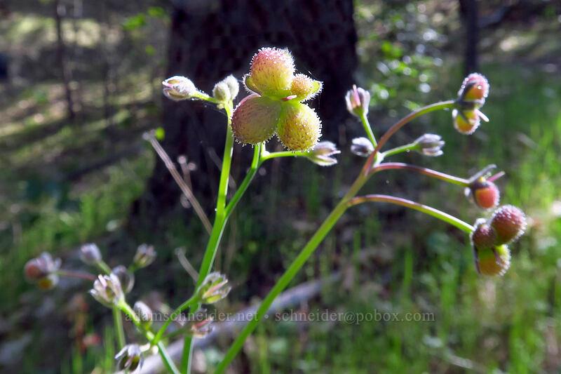 great hound's-tongue, going to seed (Adelinia grandis (Cynoglossum grande)) [Shortcut Trail, Cathedral Hills Park, Josephine County, Oregon]
