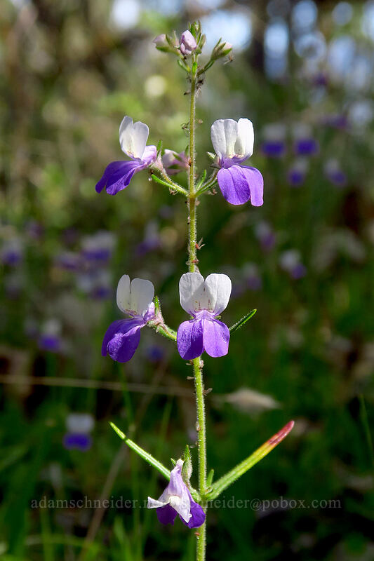 narrow-leaf blue-eyed-mary (Collinsia linearis) [Upper Hogback Trail, Cathedral Hills Park, Josephine County, Oregon]