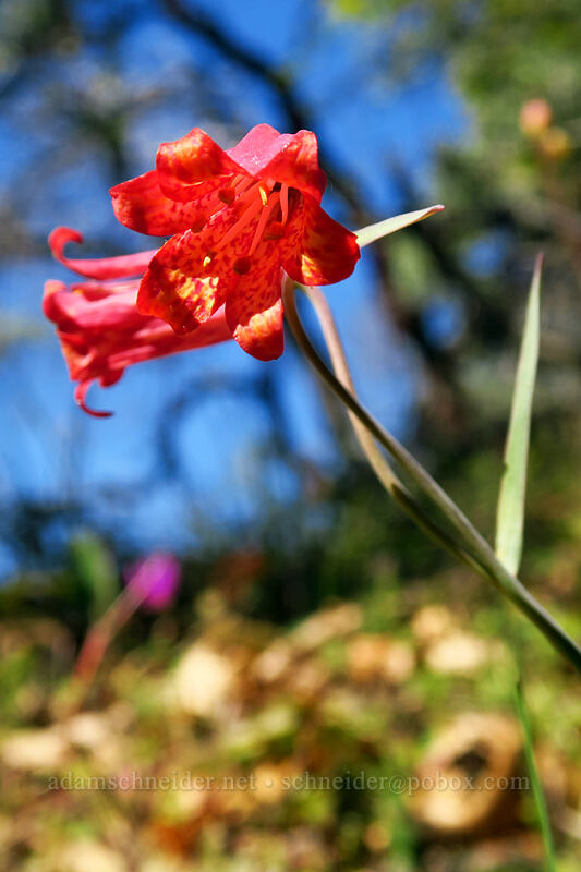 scarlet fritillary (red bells) (Fritillaria recurva) [Outback Loop Trail, Cathedral Hills Park, Josephine County, Oregon]