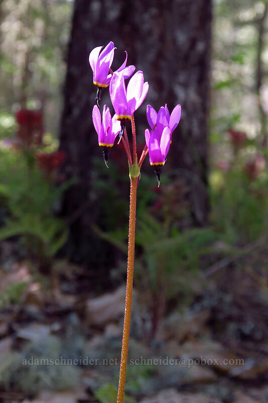 Henderson's shooting stars (Dodecatheon hendersonii (Primula hendersonii)) [Outback Loop Trail, Cathedral Hills Park, Josephine County, Oregon]