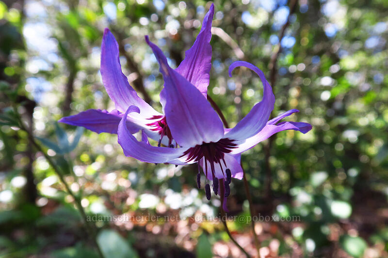 Henderson's fawn lilies (Erythronium hendersonii) [Limpy Creek Trailhead, Rogue River-Siskiyou National Forest, Josephine County, ]