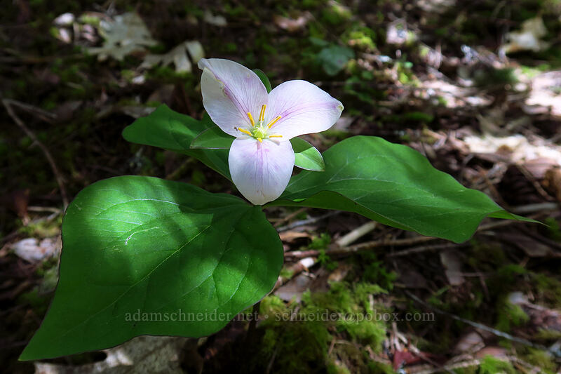 western trillium (Trillium ovatum) [Limpy Botanical Trail, Rogue River-Siskiyou National Forest, Josephine County, Oregon]