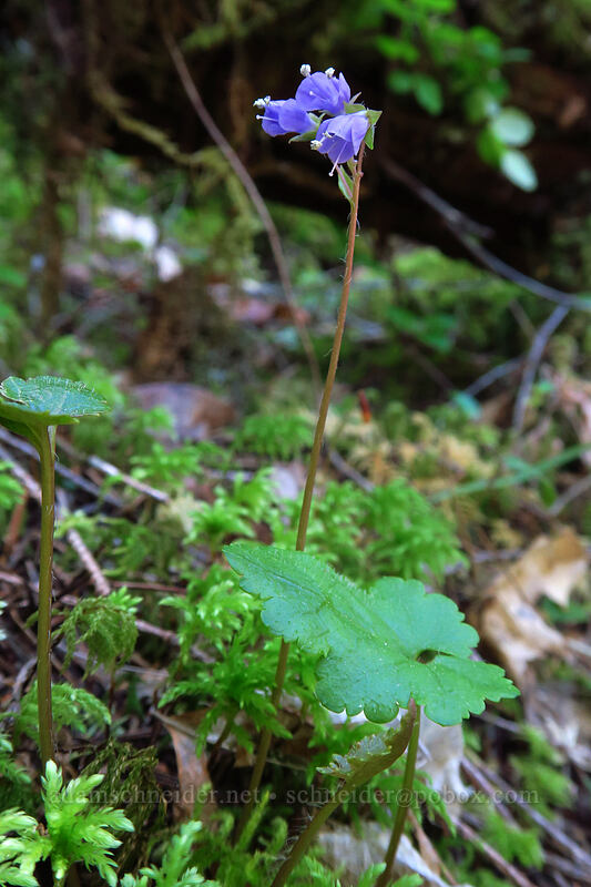 snow queen (Synthyris reniformis (Veronica regina-nivalis)) [Limpy Botanical Trail, Rogue River-Siskiyou National Forest, Josephine County, Oregon]