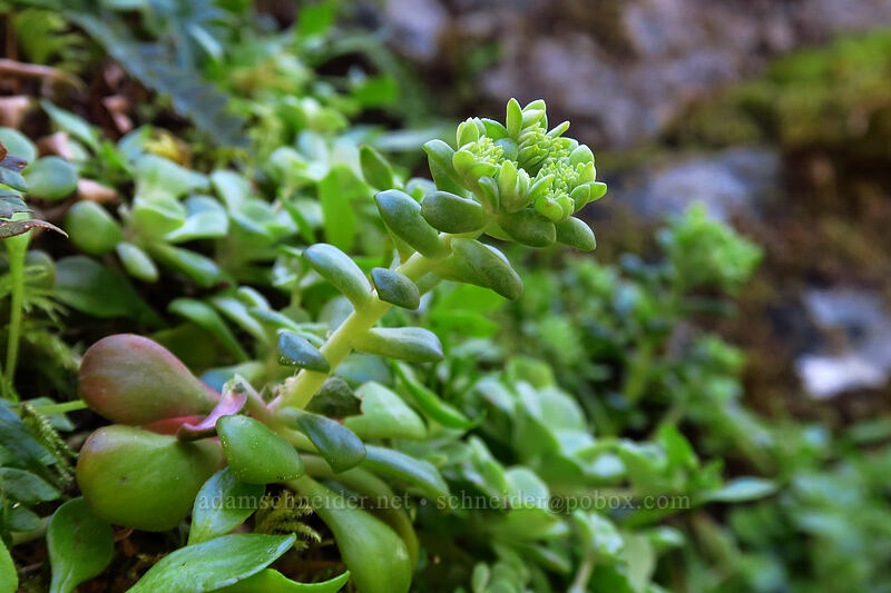 broad-leaf stonecrop, budding (Sedum spathulifolium) [Limpy Botanical Trail, Rogue River-Siskiyou National Forest, Josephine County, Oregon]