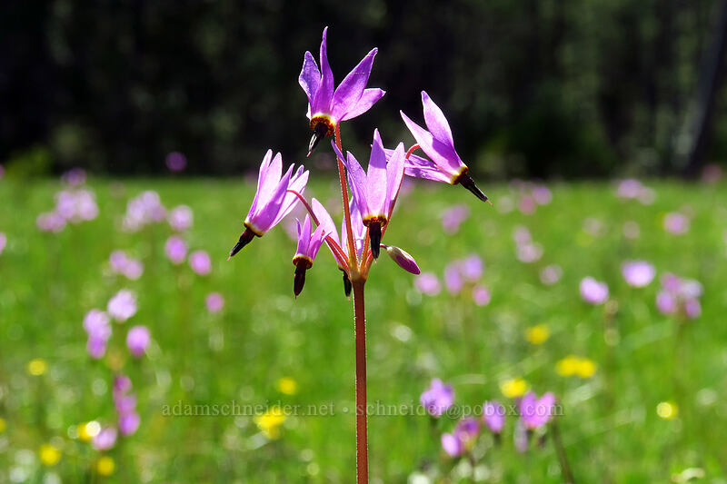 Henderson's shooting stars (Dodecatheon hendersonii (Primula hendersonii)) [Limpy Botanical Trail, Rogue River-Siskiyou National Forest, Josephine County, Oregon]