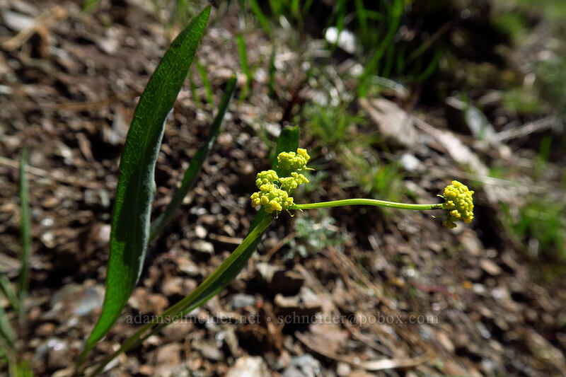 nine-leaf desert parsley (Lomatium triternatum) [Limpy Botanical Trail, Rogue River-Siskiyou National Forest, Josephine County, Oregon]