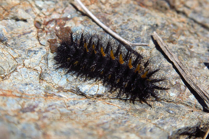 checkerspot butterfly caterpillar (Euphydryas sp.) [Days Gulch Botanical Area, Rogue River-Siskiyou National Forest, Josephine County, Oregon]
