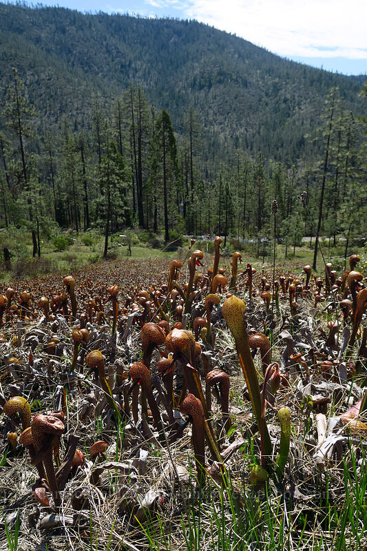 California pitcher plants (Darlingtonia californica) [Days Gulch Botanical Area, Rogue River-Siskiyou National Forest, Josephine County, Oregon]