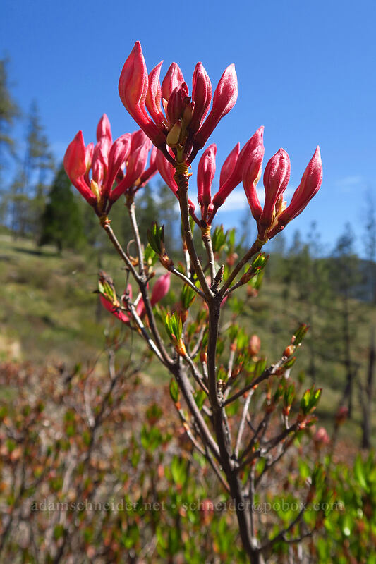 western azalea (Rhododendron occidentale) [Days Gulch Botanical Area, Rogue River-Siskiyou National Forest, Josephine County, Oregon]