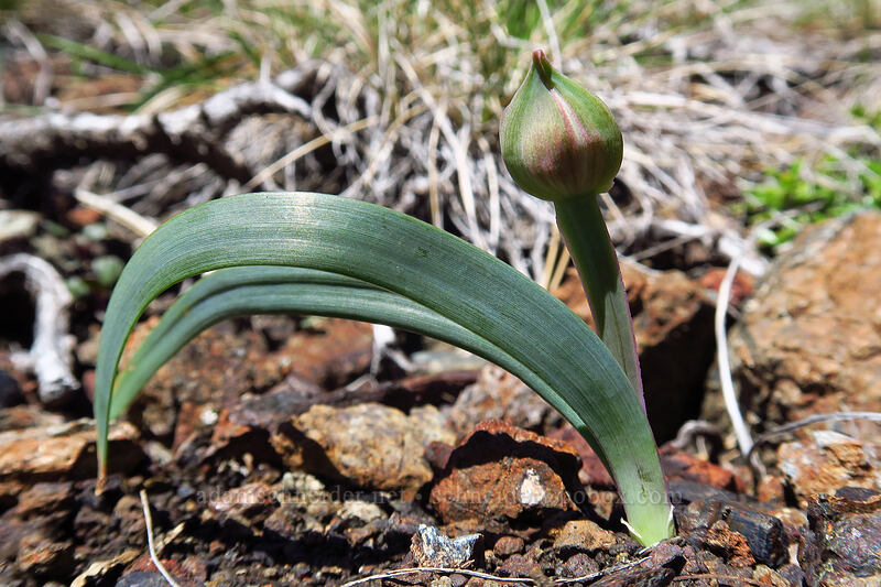 sickle-leaf onion, budding (Allium falcifolium) [Days Gulch Botanical Area, Rogue River-Siskiyou National Forest, Josephine County, Oregon]