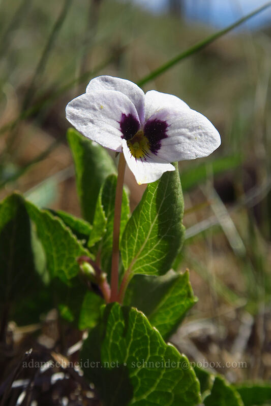 wedge-leaf violet (Viola cuneata) [Days Gulch Botanical Area, Rogue River-Siskiyou National Forest, Oregon]