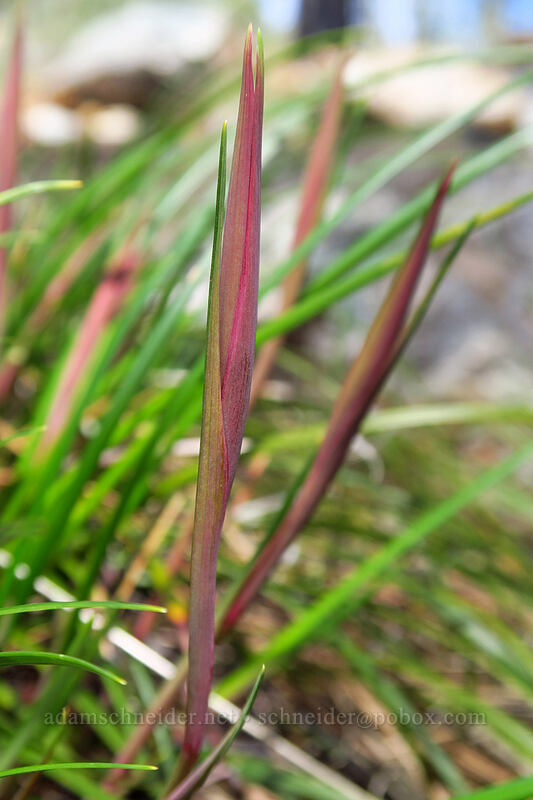 irises, budding (Iris sp.) [Days Gulch Botanical Area, Rogue River-Siskiyou National Forest, Josephine County, Oregon]