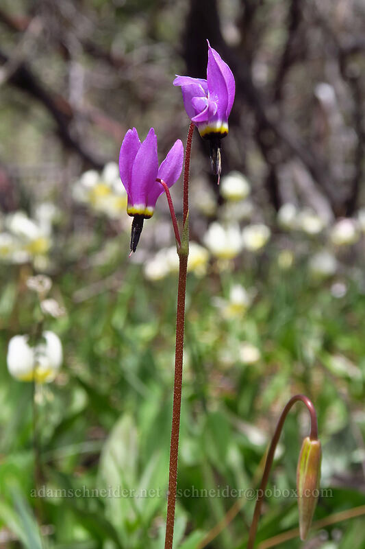 Henderson's shooting stars (Dodecatheon hendersonii (Primula hendersonii)) [Days Gulch Botanical Area, Rogue River-Siskiyou National Forest, Josephine County, Oregon]