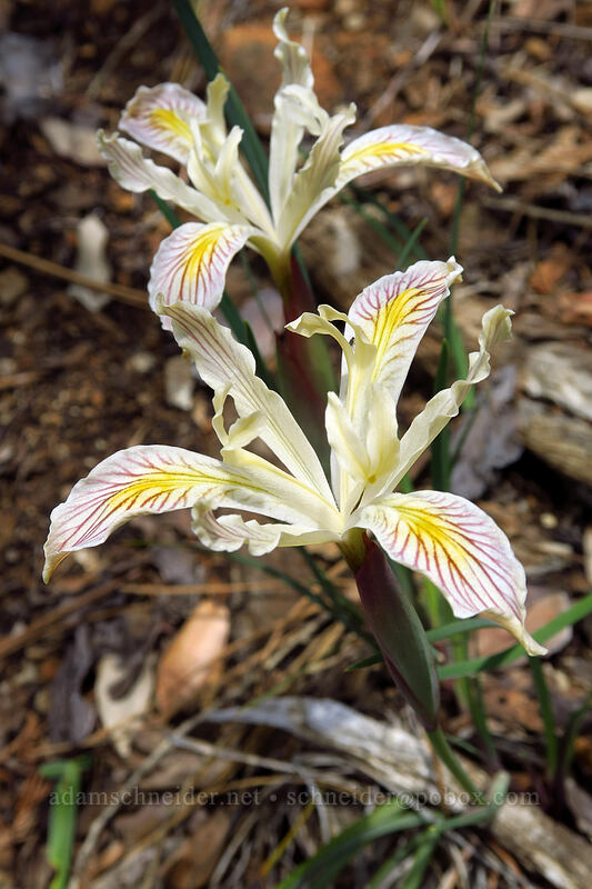 Del Norte irises (Iris innominata) [Days Gulch Botanical Area, Rogue River-Siskiyou National Forest, Josephine County, Oregon]