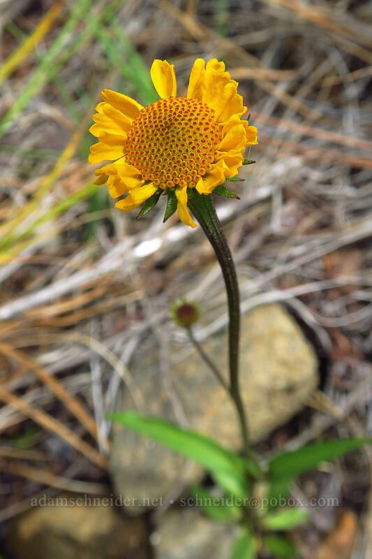 Bigelow's sneezeweed (Helenium bigelovii) [Days Gulch Botanical Area, Rogue River-Siskiyou National Forest, Josephine County, Oregon]