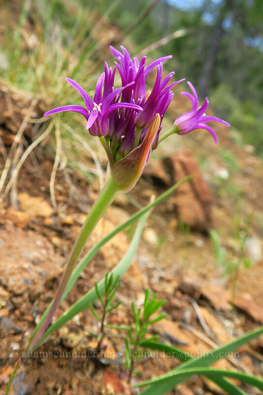 sickle-leaf onion (Allium falcifolium) [Days Gulch Botanical Area, Rogue River-Siskiyou National Forest, Josephine County, Oregon]