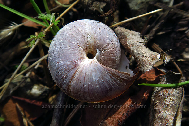 snail shell [Snailback Creek, Rogue River-Siskiyou National Forest, Josephine County, Oregon]