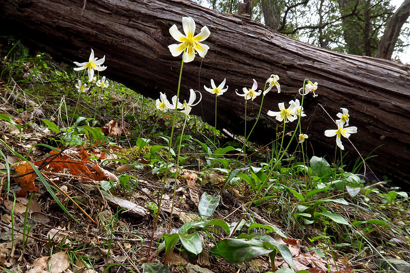 Oregon fawn lilies (Erythronium oregonum) [Snailback Creek, Rogue River-Siskiyou National Forest, Josephine County, Oregon]