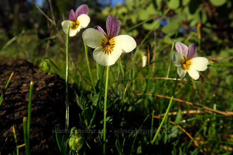 Oregon violets (Viola hallii) [Forest Road 011, Rogue River-Siskiyou National Forest, Josephine County, Oregon]