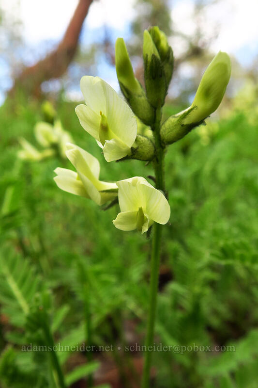 Henderson's milk-vetch (Astragalus accidens var. hendersonii) [Britt Canyon Trail, Jacksonville Woodlands, Jackson County, Oregon]