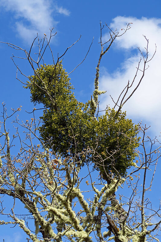oak mistletoe (Phoradendron leucarpum (Phoradendron serotinum)) [Rich Gulch Trail, Jacksonville Woodlands, Oregon]