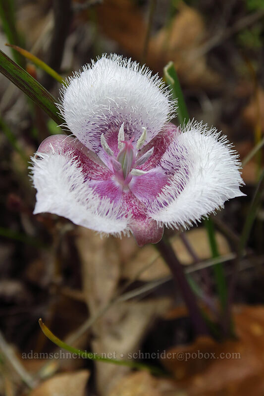 Tolmie's mariposa lily (Calochortus tolmiei) [Jane Naverson Trail, Jacksonville Woodlands, Jackson County, Oregon]