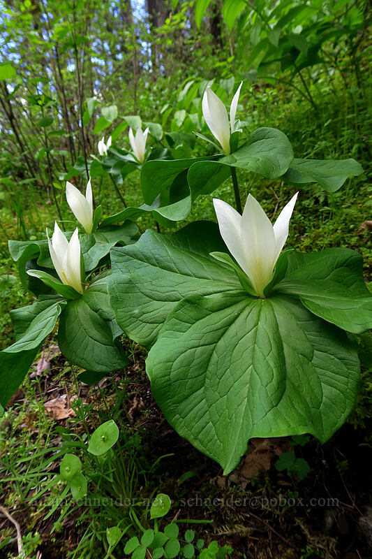 giant white trillium (Trillium albidum) [Sarah Zigler Trail, Jacksonville Woodlands, Oregon]