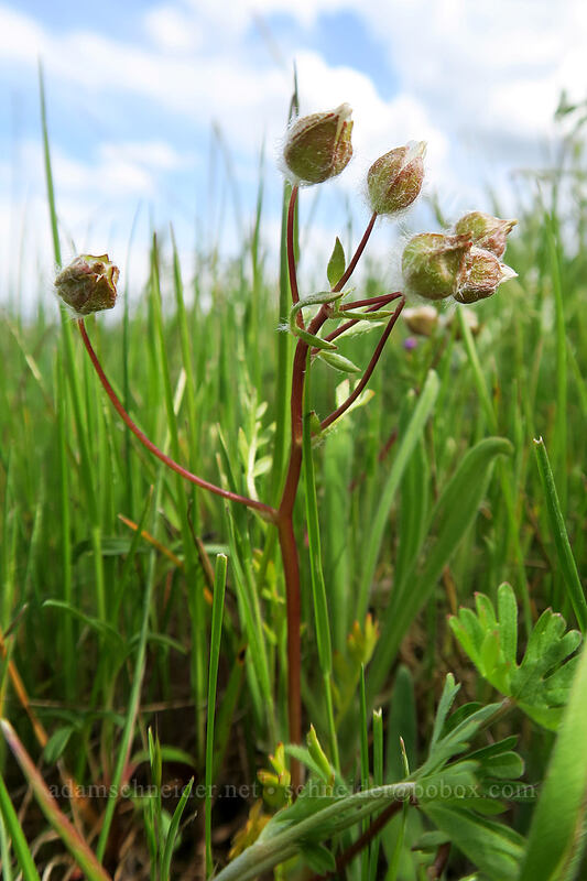 woolly meadow-foam (Limnanthes floccosa ssp. floccosa) [Lower Table Rock Trail, Jackson County, Oregon]
