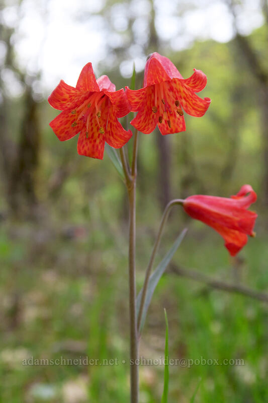 scarlet fritillary (red bells) (Fritillaria recurva) [Lower Table Rock Trail, Jackson County, Oregon]