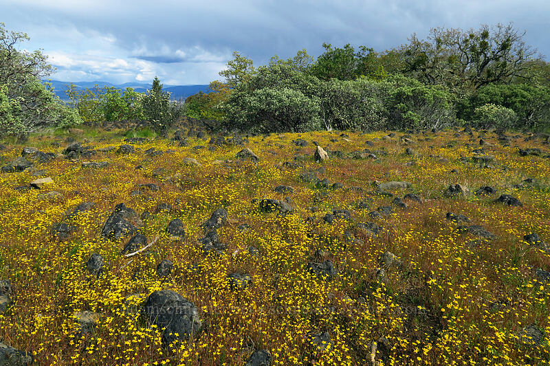 goldfields (Lasthenia californica) [Lower Table Rock, Jackson County, Oregon]
