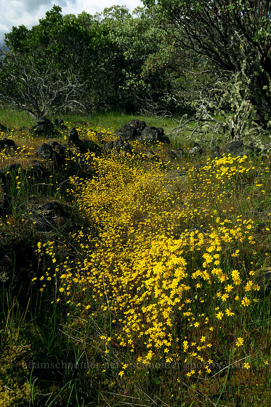 goldfields (Lasthenia californica) [Lower Table Rock, Jackson County, Oregon]
