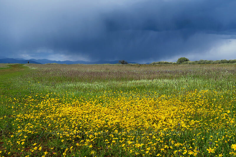 goldfields & rain clouds (Lasthenia californica) [Lower Table Rock, Jackson County, Oregon]