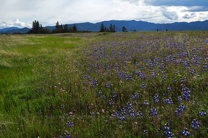 wildflowers [Lower Table Rock, Jackson County, Oregon]