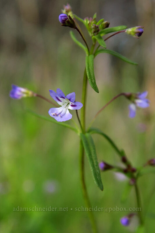 small-flowered tonella (Tonella tenella) [Lower Table Rock, Jackson County, Oregon]