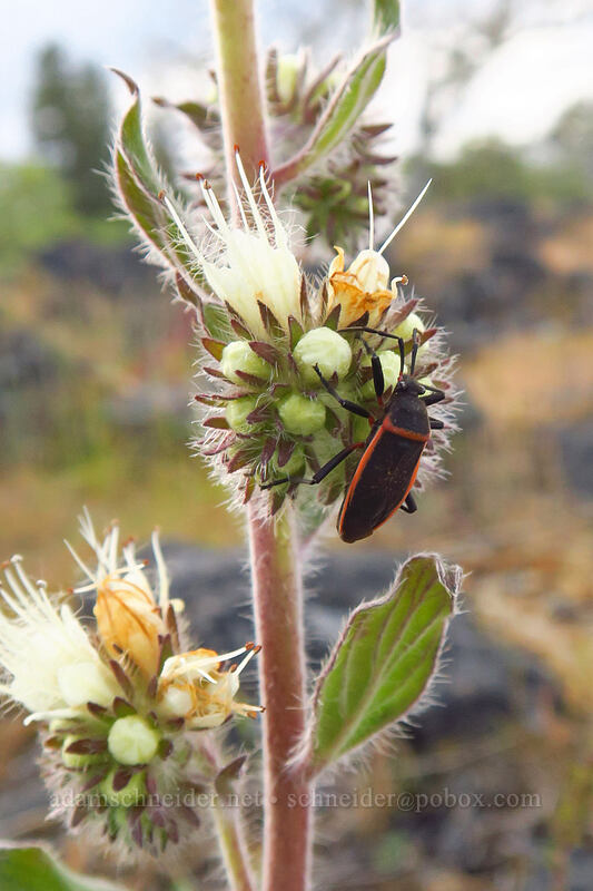 bordered plant bug on phacelia (Largus cinctus, Phacelia hastata) [Lower Table Rock, Jackson County, Oregon]