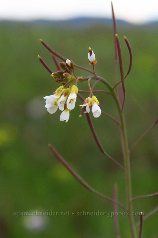 thale-cress (mouse-ear cress) (Arabidopsis thaliana (Arabis thaliana)) [Lower Table Rock, Jackson County, Oregon]