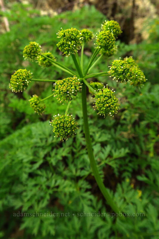 fern-leaf desert parsley (Lomatium dissectum var. dissectum) [Lower Table Rock, Jackson County, Oregon]